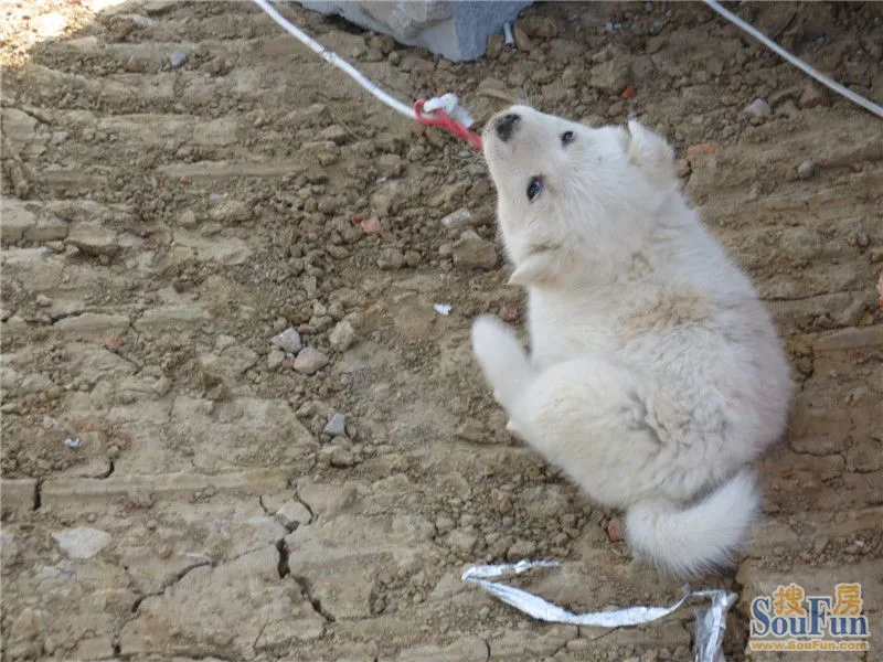 海亮九玺工地上养的小白狗,萌死人啦