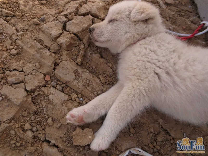 海亮九玺工地上养的小白狗,萌死人啦