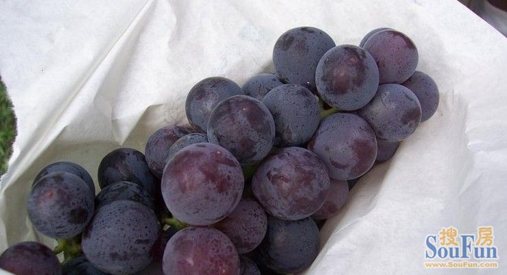 【美食地图二】爱吃葡萄的有木有,说说西安周