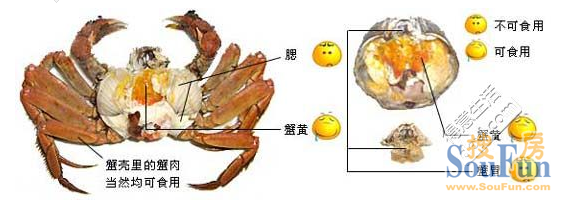 端上桌的螃蟹也要注意,例如蟹胃,蟹心,蟹肠……等部位,由于这些脏器都