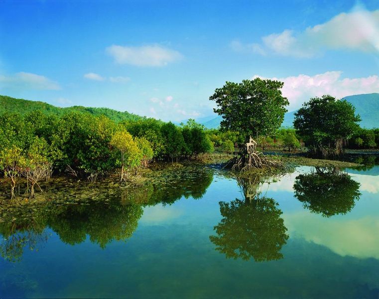 海口的红树林生长良好,涨潮的时候,红树林的树干被潮水淹没,只