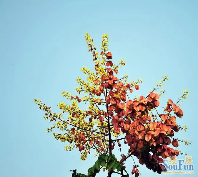 【夏一站,秋】榉树