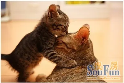 猫咪接吻也闭眼睛的呀~~~你相信吗?