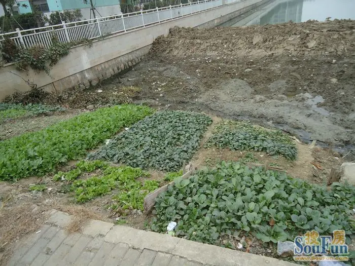 小青菜长的绿油油的,种菜的真是充分利用每一寸土地了