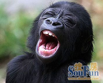 猩猩的经典搞笑表情集锦