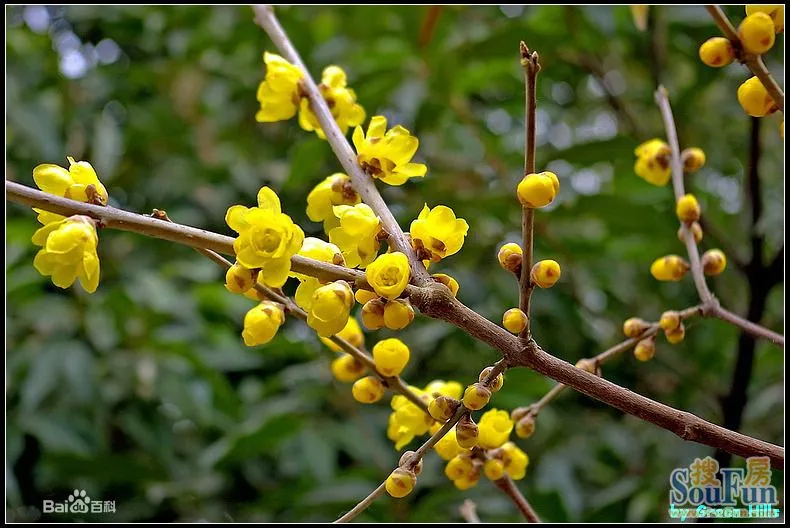 這是果子嗎?還是梅花呢?