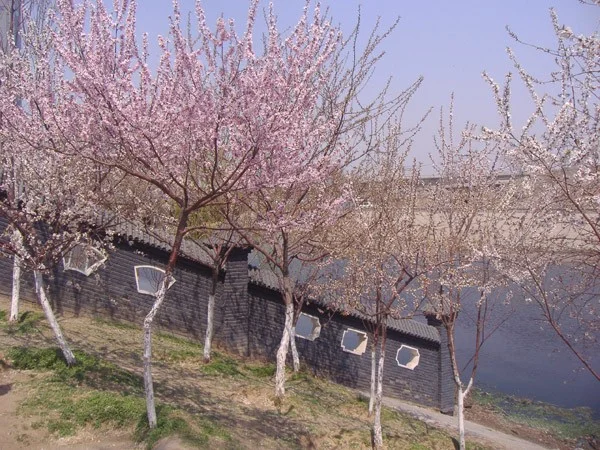 今日天津北运河畔桃花堤