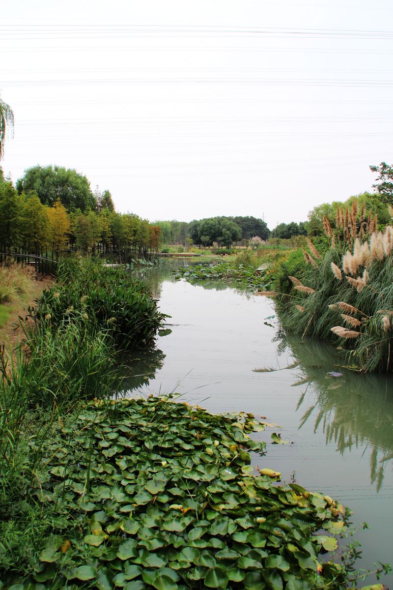 花桥湿地公园图片