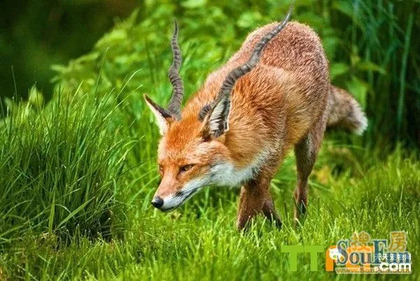 這樣子的動物你能接受嗎 最後一張毫無ps痕跡啊