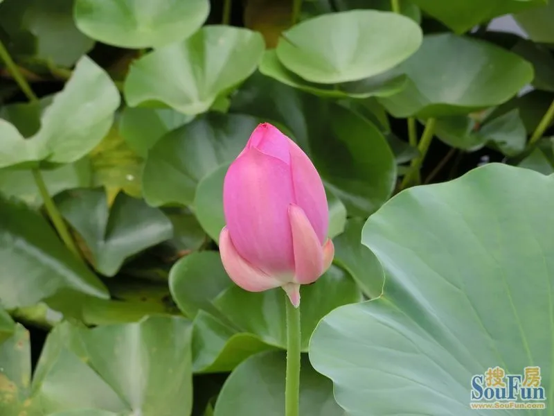 賞花悅目——奇妙美麗的花花世界(100種花卉)