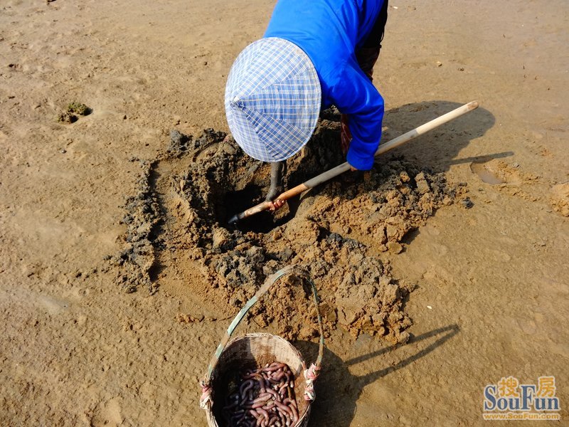 在防城港西湾沙滩挖沙虫也能致富哦!看看高手是怎样挖沙虫的!