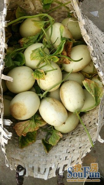 南汇本地白瓜团购,包甜,绿色健康,自己种