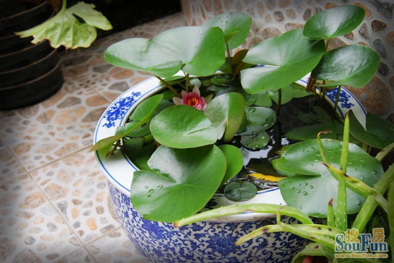 院子裡的睡蓮開花了!